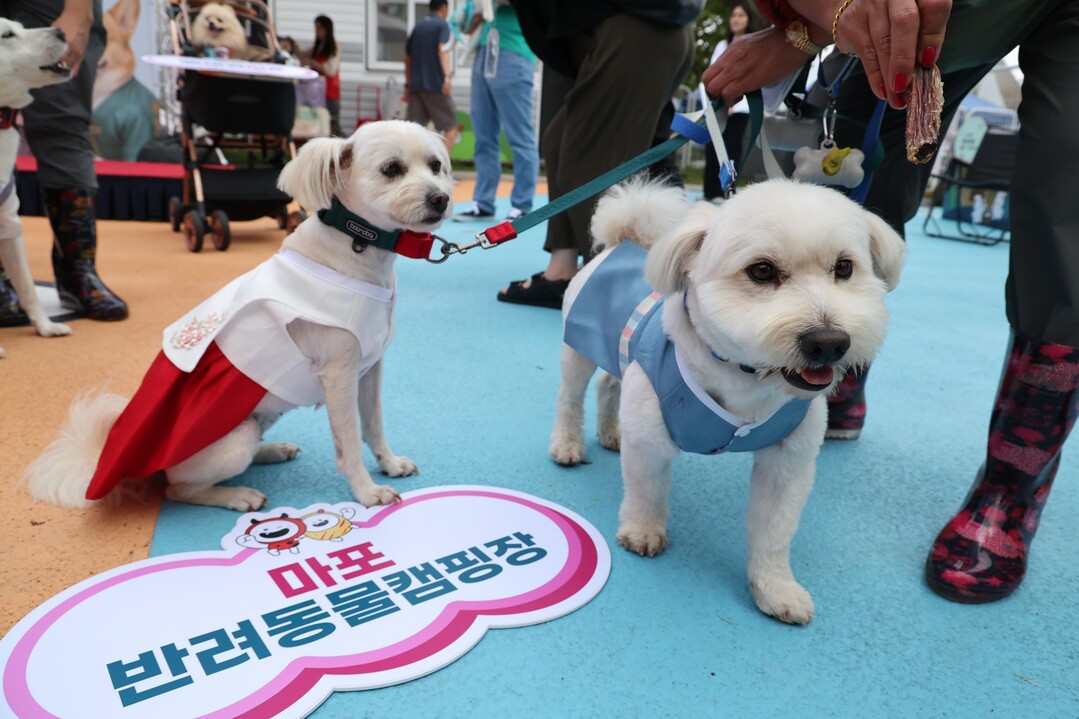 새 가족 찾는 유기견, 마포반려동물캠...